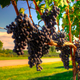 Illustration for article titled How The Great French Wine Blight Changed Grapes Forever